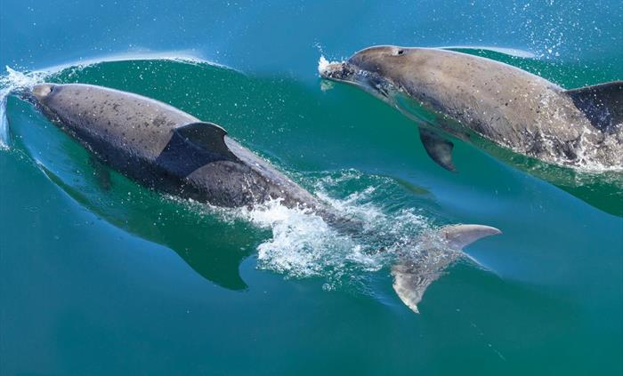 Dolphin spotting